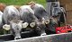 2007-07-28_01-KaelberTrinken